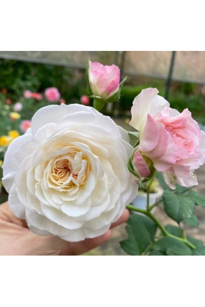 Троянда піоноподібна Кіра 